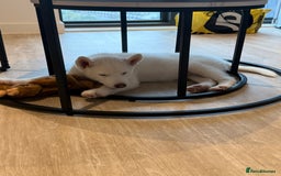 Siberian Husky dogs for sale: Siberian husky  - Image 4