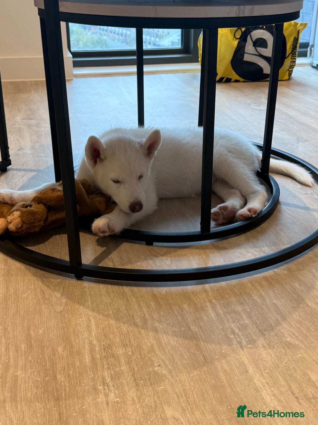 Siberian Husky dogs for sale: Siberian husky  - Image 4