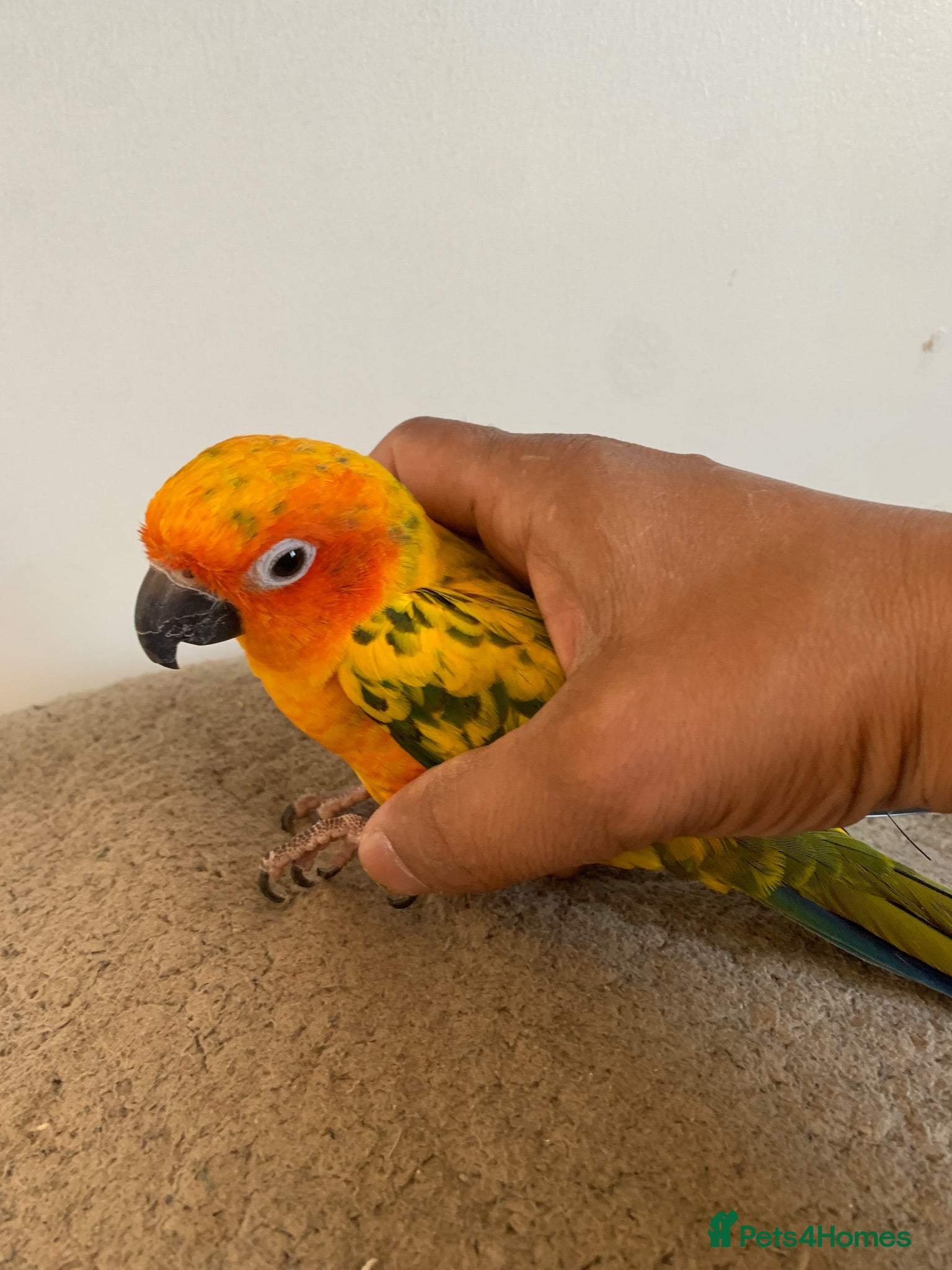 Parakeets birds Hand tame sunconure Quaker and Alexandrian parrot  - Advert 2