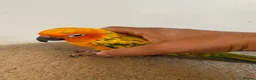 Parakeets birds for sale: Hand tame sunconure Quaker and Alexandrian parrot  - Advert 2