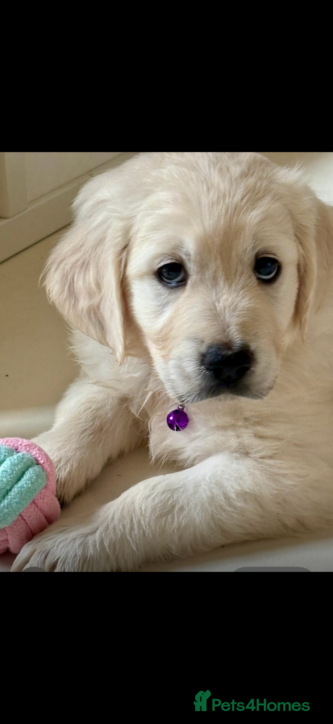 Golden Retriever dogs for sale: Golden Retrievers, Stunning Litter , Certificates  - Advert 1