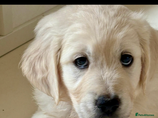 Golden Retriever dogs Golden Retrievers, Stunning Litter , Certificates - Advert 13
