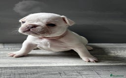 French Bulldog dogs for sale: French bulldogs  - Image 6