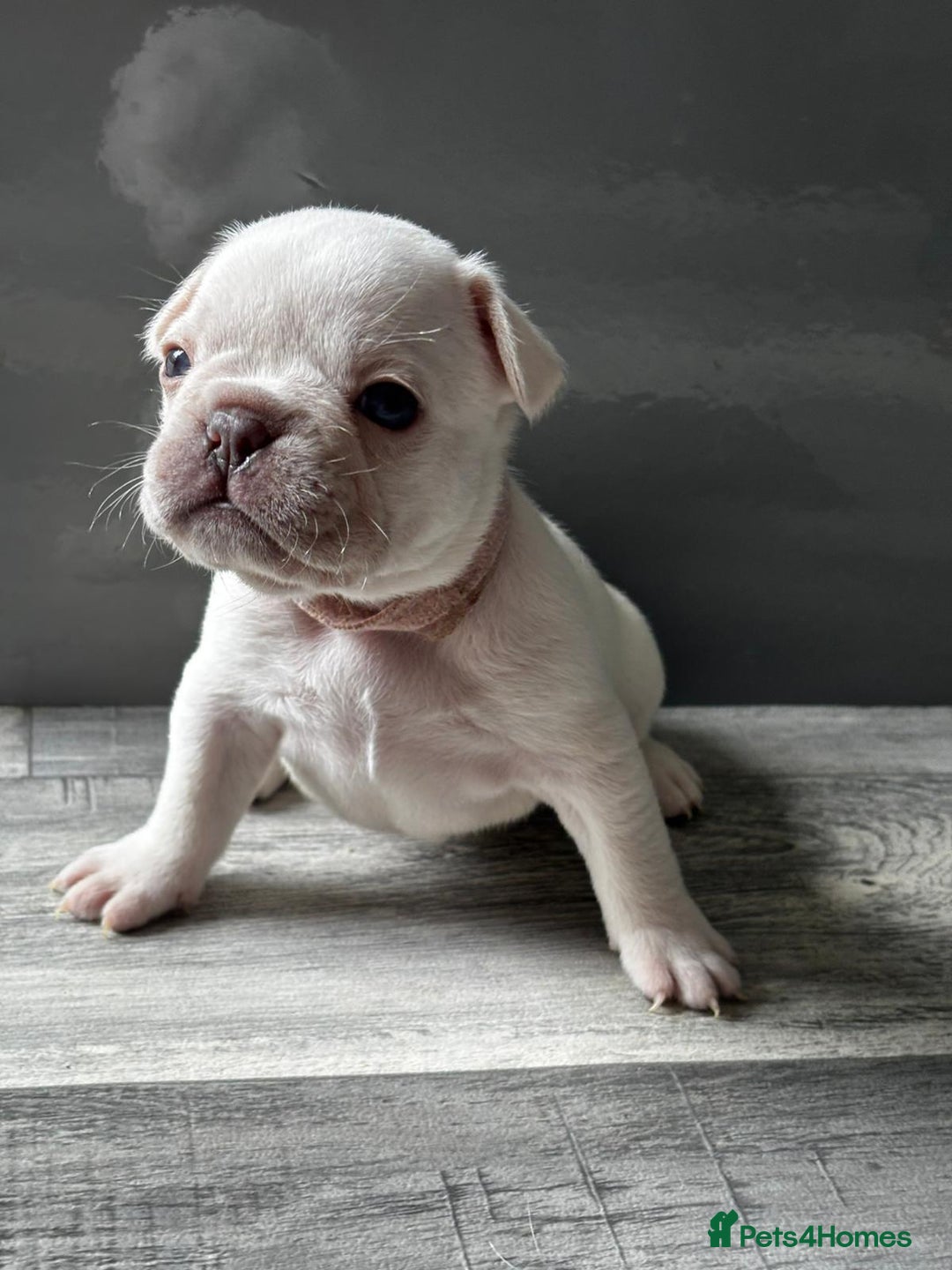 French Bulldog dogs for sale: French bulldogs  - Image 6
