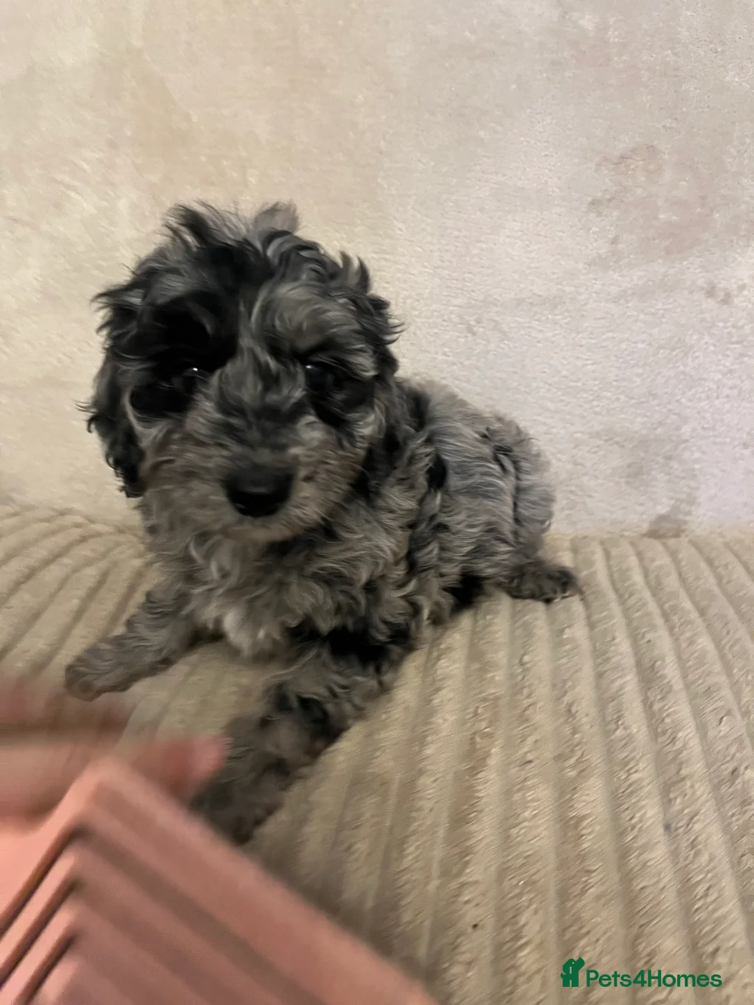 Cockapoo dogs for sale: Stunning f1b cockapoo puppys  - Advert 19