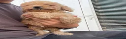 Labradoodle dogs for sale: Miniature labradoodle ready for their forever home - Advert 14