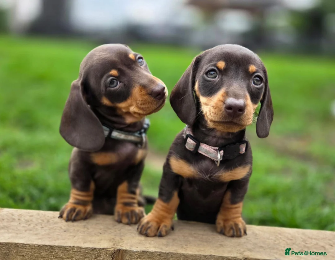 Miniature Dachshund dogs for sale: 2 Gorgeous Miniature dachshund females  - Advert 2