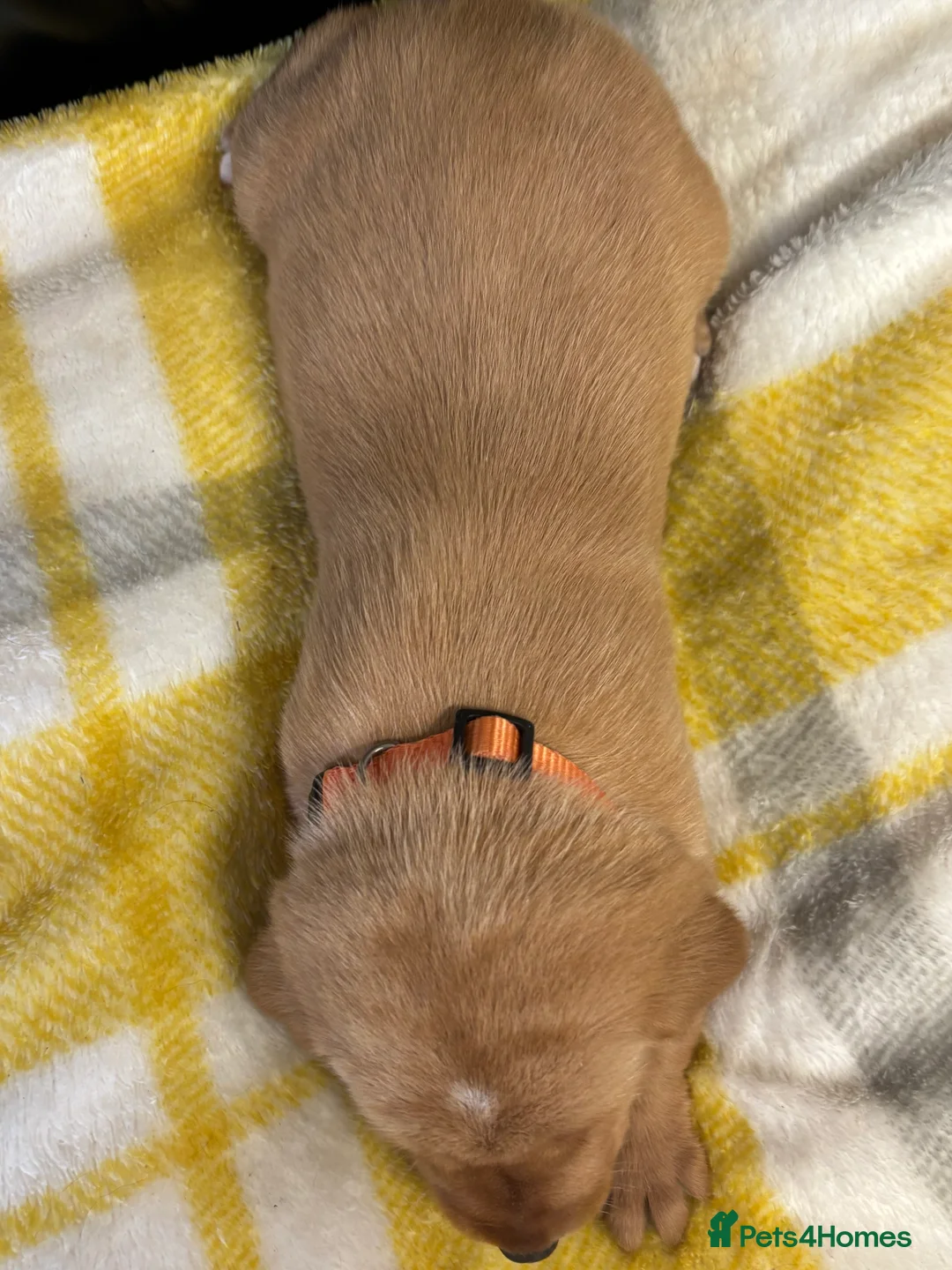 Labrador Retriever dogs for sale: KC Dark yellow Labrador pups  - Advert 16