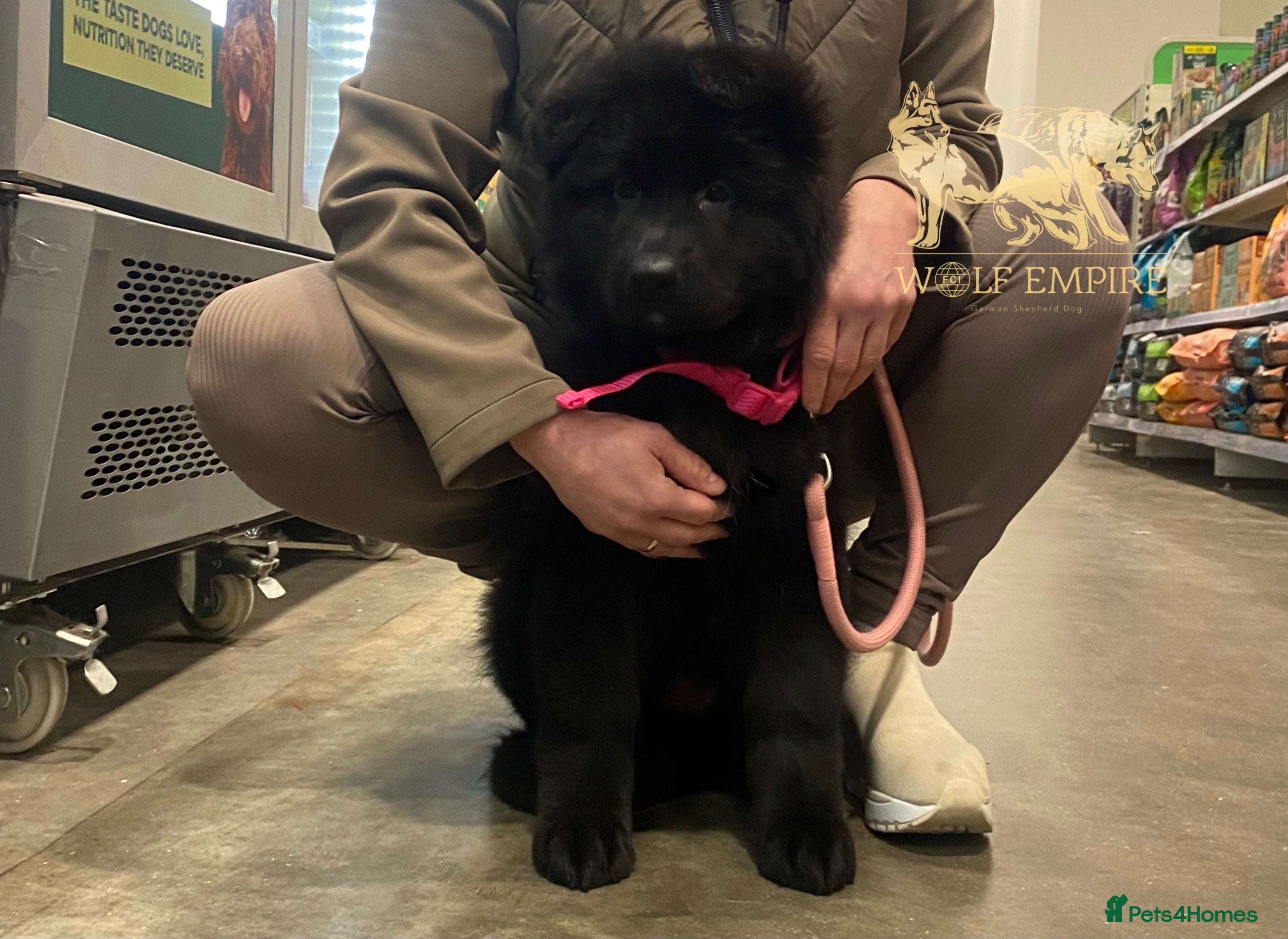 German Shepherd dogs ⭐️BEAUTIFUL solid black Girl available ⭐️ - Advert 1