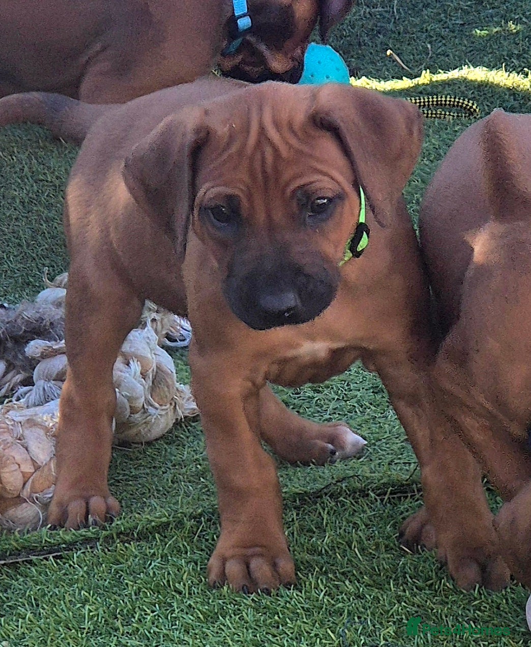 Rhodesian Ridgeback dogs BEAUTIFUL! RHODESIAN RIDGEBACK PUPS! Ready 7th may - Advert 6