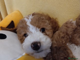 Cockapoo dogs * 1 Left* Beautiful Unique Cockapoo Puppies - Advert 11