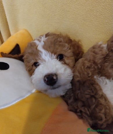 Cockapoo dogs * 1 Left* Beautiful Unique Cockapoo Puppies - Advert 1