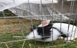 Mini Lop rabbits for sale: Spayed and neutered rabbits for adoption - Image 15