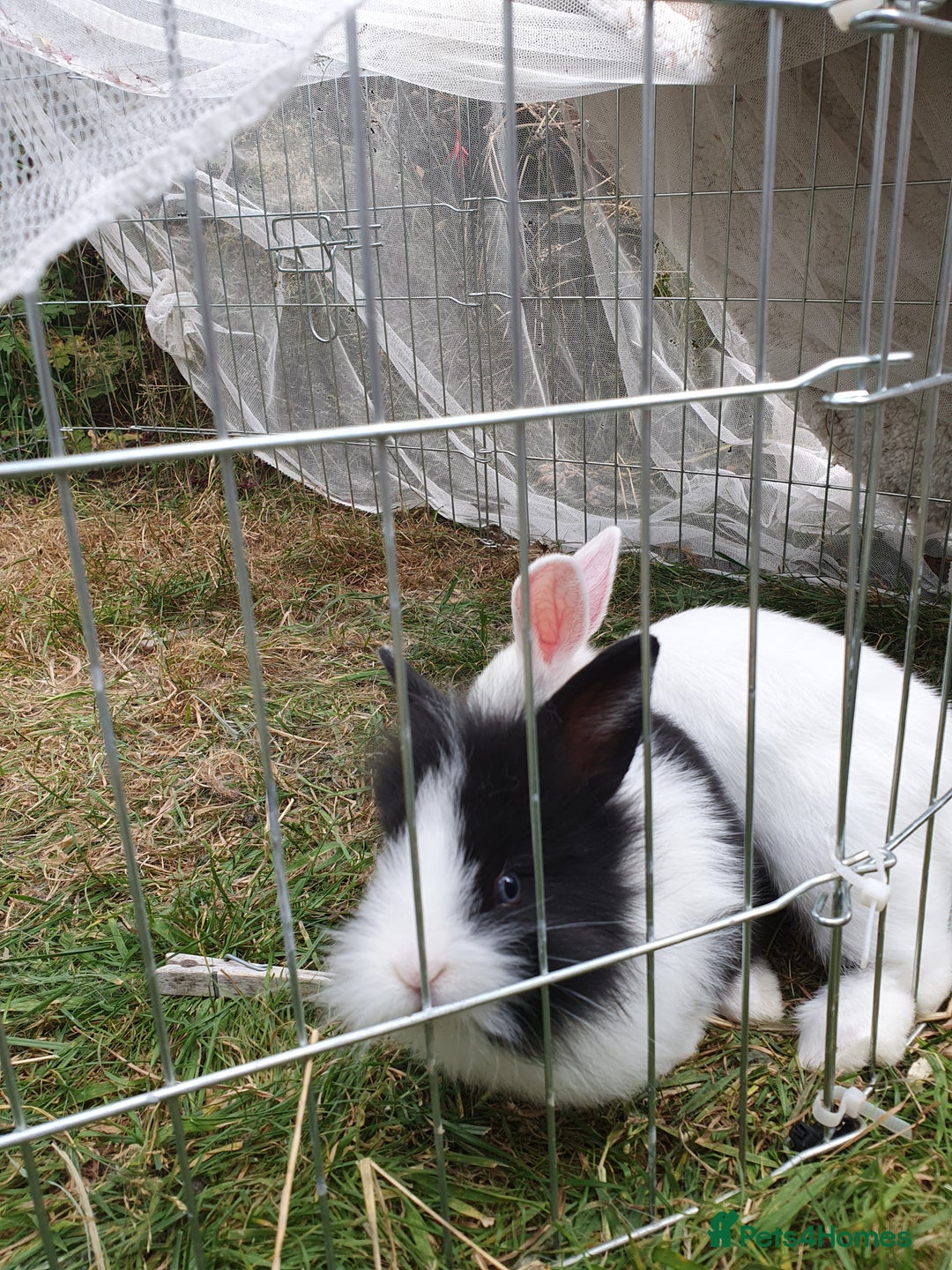 Mini Lop rabbits for sale: Spayed and neutered rabbits for adoption - Image 15