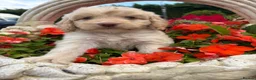 Cockapoo dogs for sale: Cockapoos - Advert 12