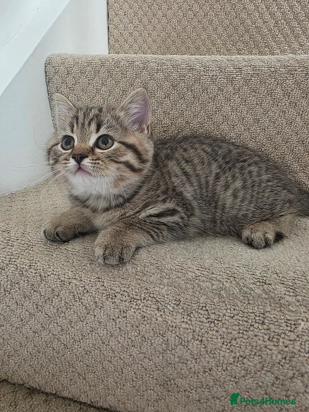 British Shorthair cats for sale: British shorthair kittens - Advert 37
