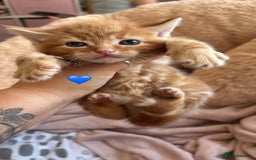 British Shorthair cats for sale: BEAUTIFUL KITTENS FOR SALE 🩷💙 - Image 4