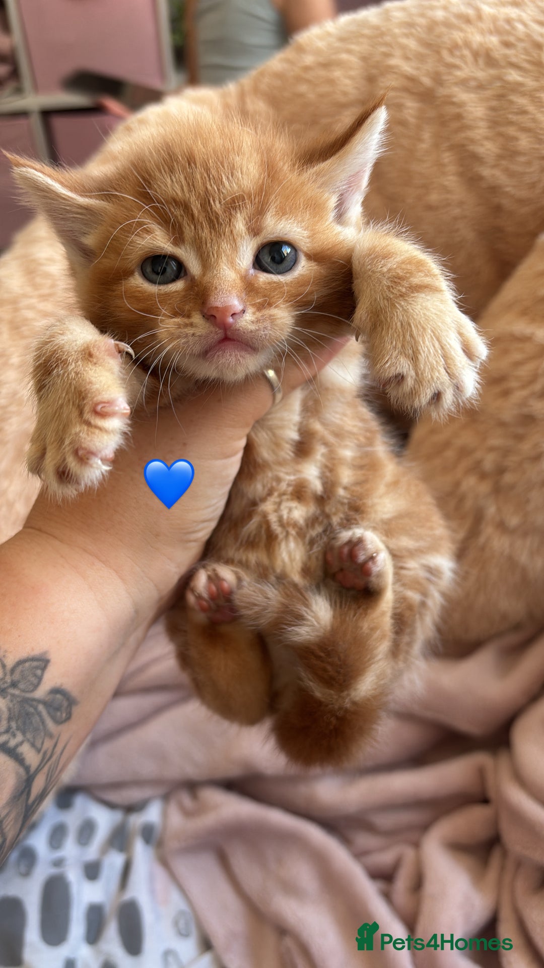 British Shorthair cats for sale: BEAUTIFUL KITTENS FOR SALE 🩷💙 - Image 4