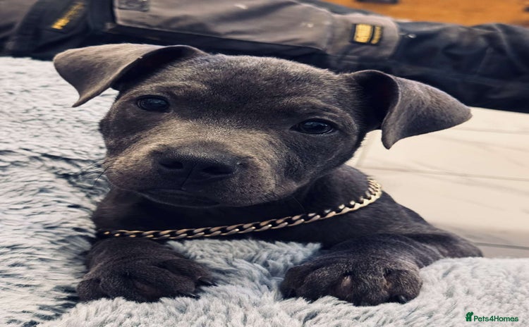 Staffordshire Bull Terrier dogs - Advert 2