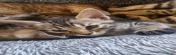 Mixed Breed cats for sale: Kitten for sale  - Advert 9