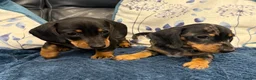 Miniature Dachshund dogs for sale: Miniature Smooth Dachshund puppies  - Advert 11