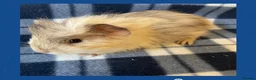 Guinea Pig rodents for sale: Baby Guinea Pigs in Wolverhampton - Advert 6