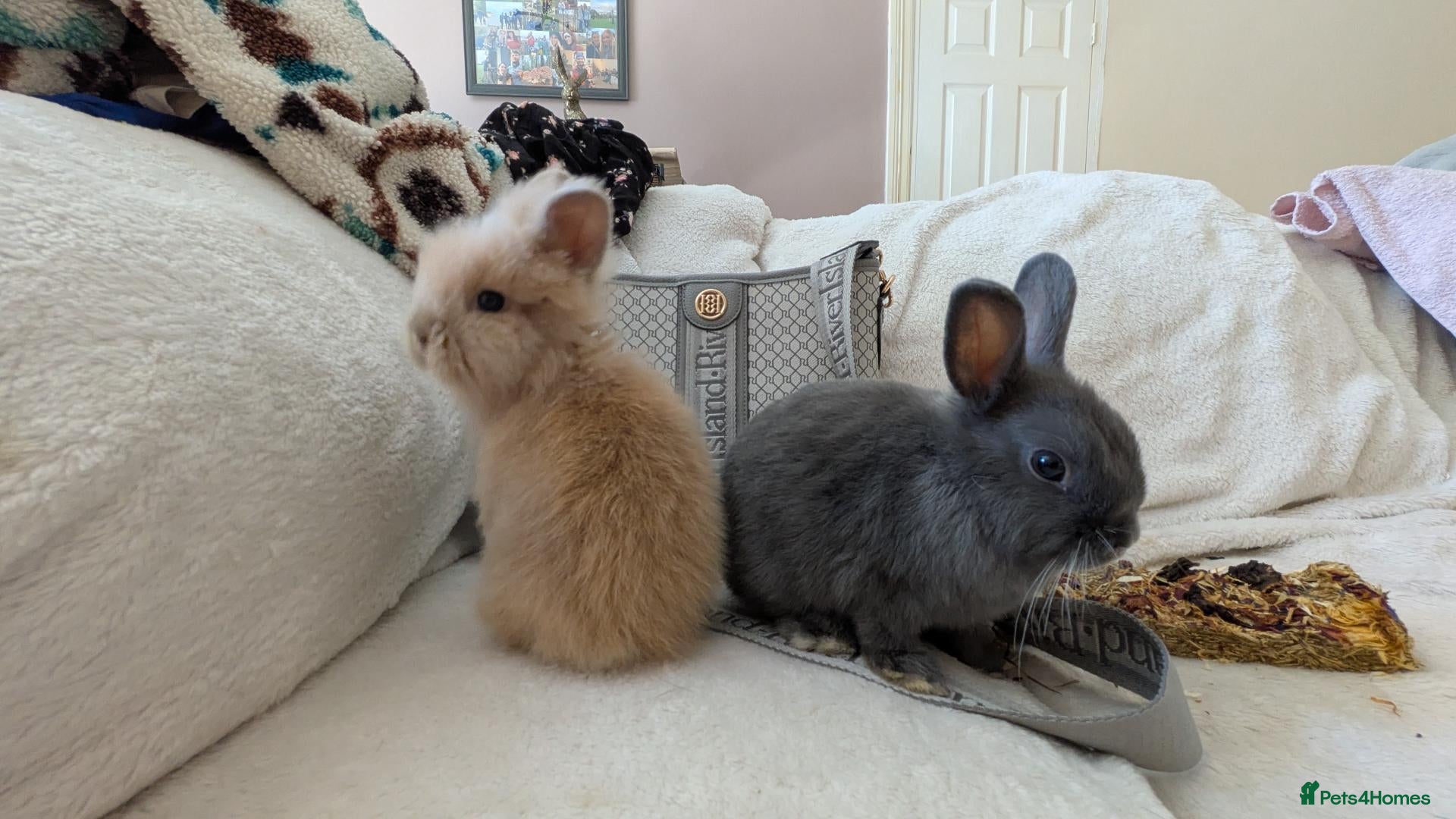 Mixed Breed rabbits Bonded female baby rabbits - Advert 15