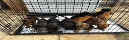Mixed Breed dogs for sale: CANE CORSO X ROTTWEILER  - Advert 6