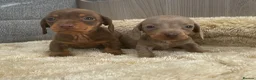 Miniature Dachshund dogs for sale: Miniature dachshund - Advert 15
