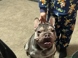 French Bulldog dogs French bulldog - Advert 3