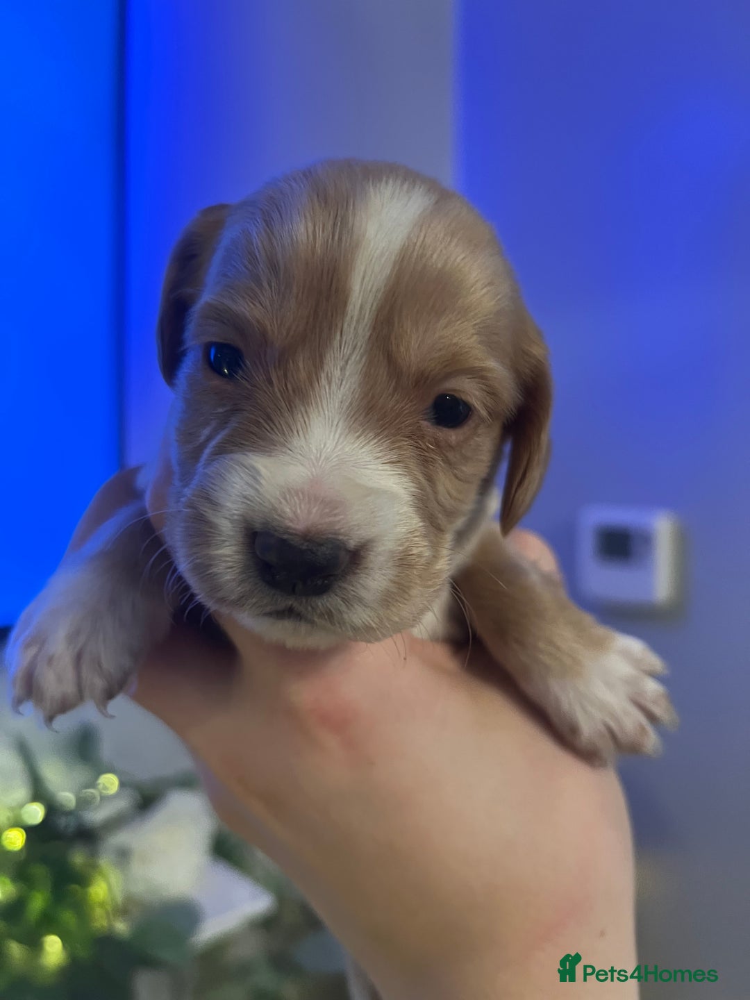 Cocker Spaniel dogs for sale: Cocker spaniel puppies  - Advert 16