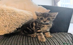 Mixed Breed cats for sale: 3 beautiful girl kitten's  - Image 4