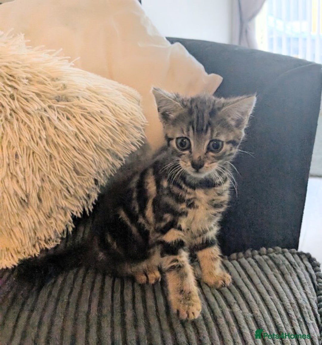 Mixed Breed cats for sale: 3 beautiful girl kitten's  - Image 4