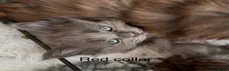 Maine Coon cats for sale: Council licensed TICA Maine Coon kittens - Advert 7