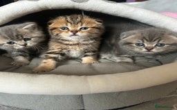 Scottish Fold cats for sale: Pure breed SCOTTISH FOLD - Image 23