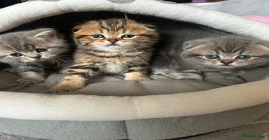 Scottish Fold cats - Advert 6