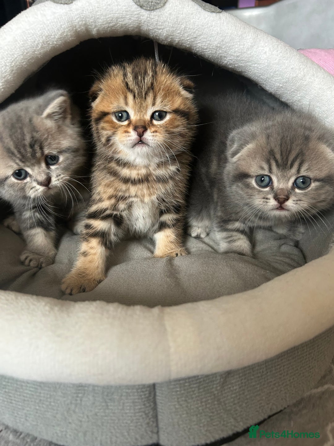 Scottish Fold cats for sale: Pure breed SCOTTISH FOLD - Image 23
