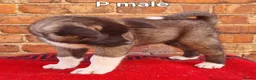Akita dogs for sale: Akita pups ready  - Advert 3