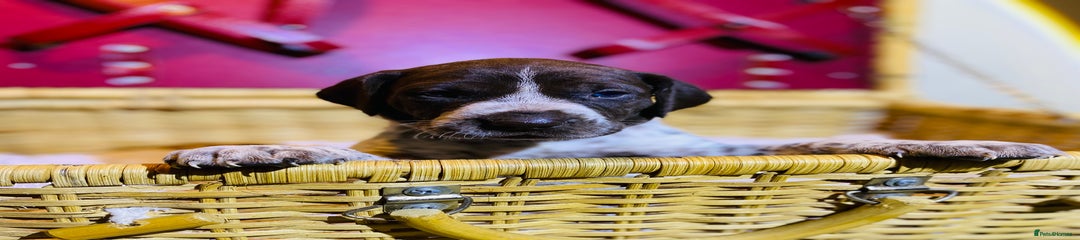 German Shorthaired Pointer Puppy 6