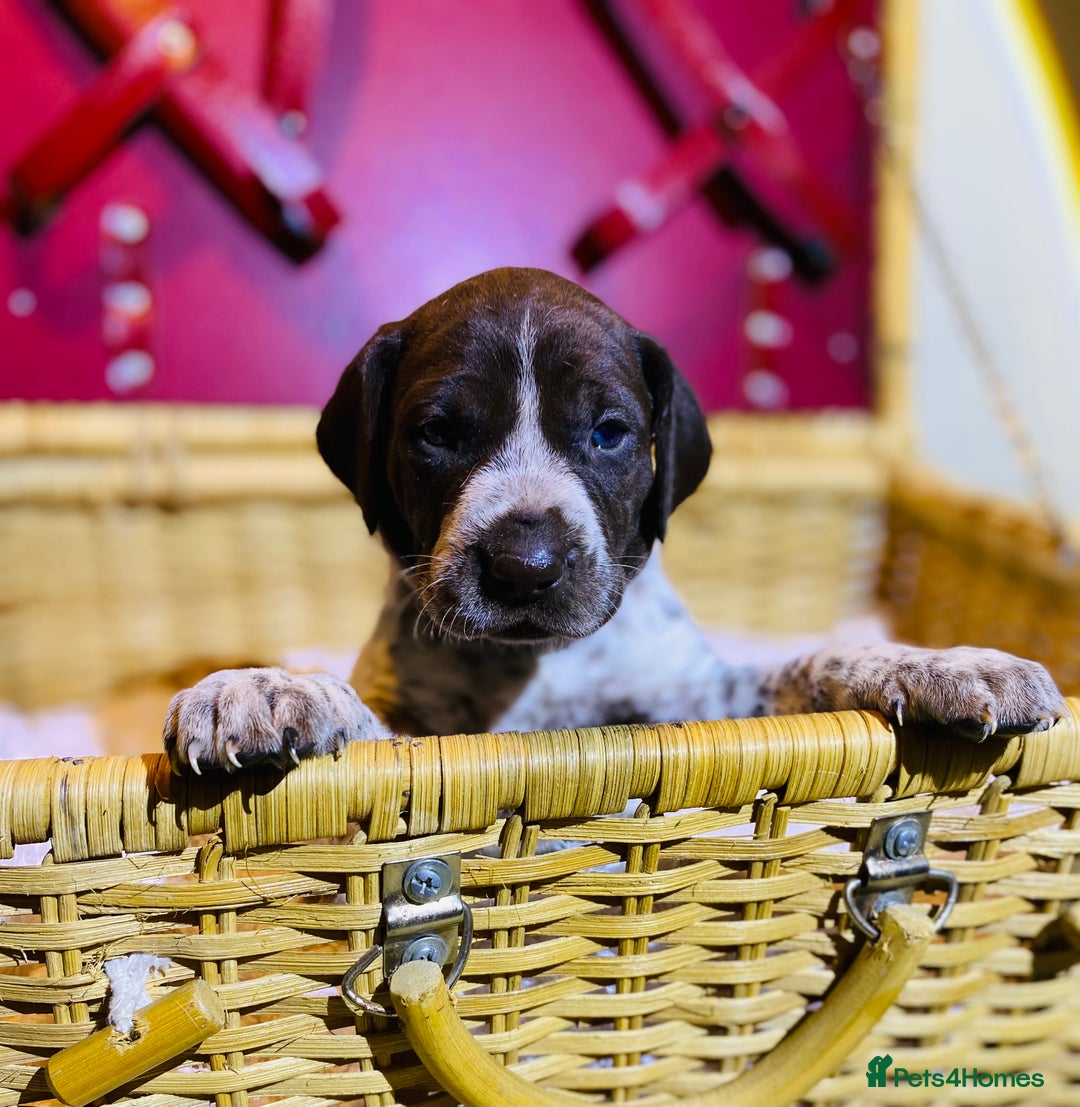 German Shorthaired Pointer dogs for sale: ⭐ 6 adorable German shorthaired pointer puppies ⭐️ - Advert 21