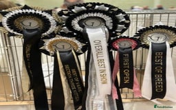 British Shorthair cats for sale: Fawn tortie girl  - Advert 10