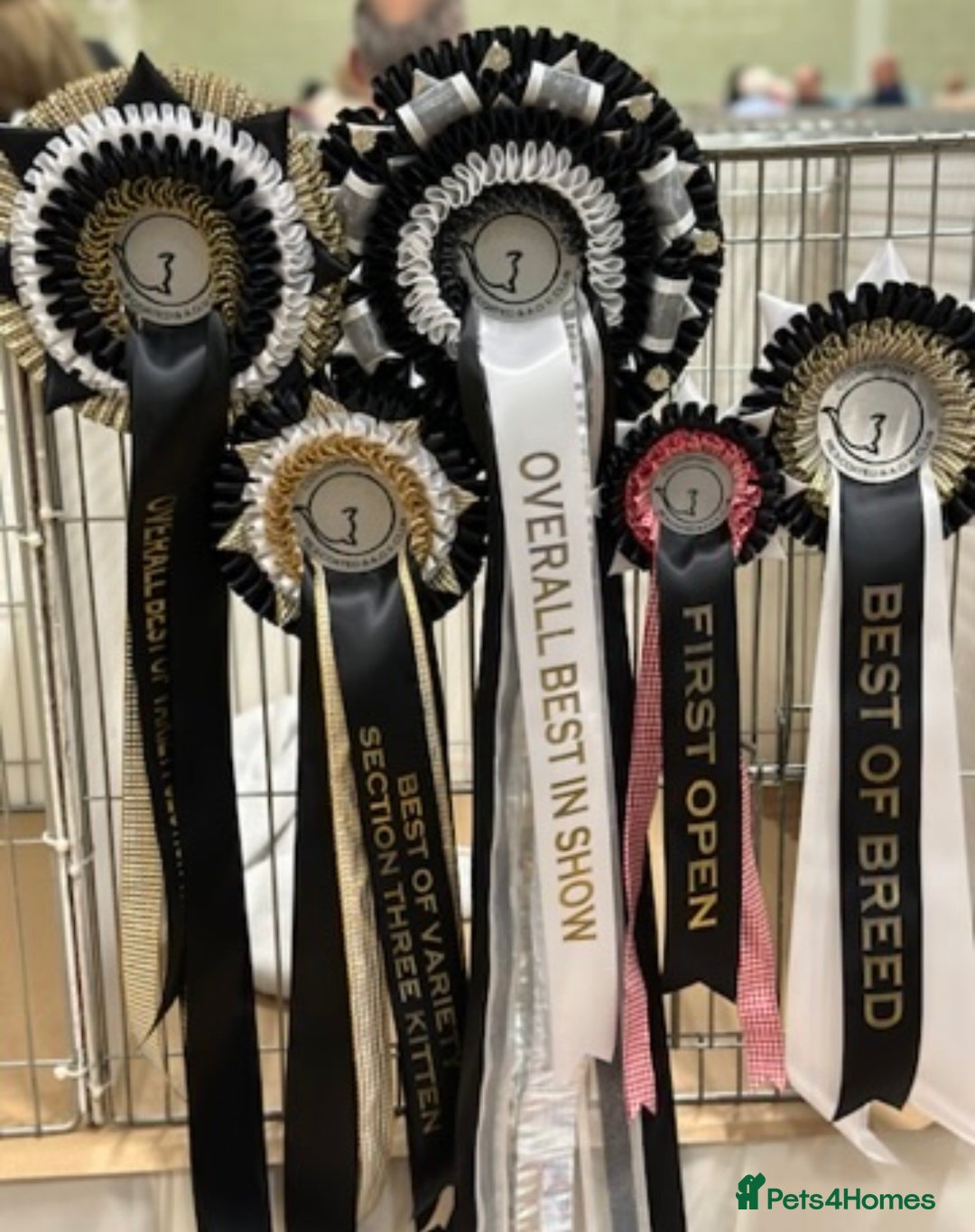 British Shorthair cats for sale: Fawn tortie girl  - Advert 10