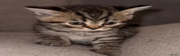 Mixed Breed cats for sale: Scottish Fold × British Shorthair Kittens - Advert 15