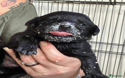 Mixed Breed dogs for sale: YOUR NEW BEST FRIEND IS WAITING!  - Image 26