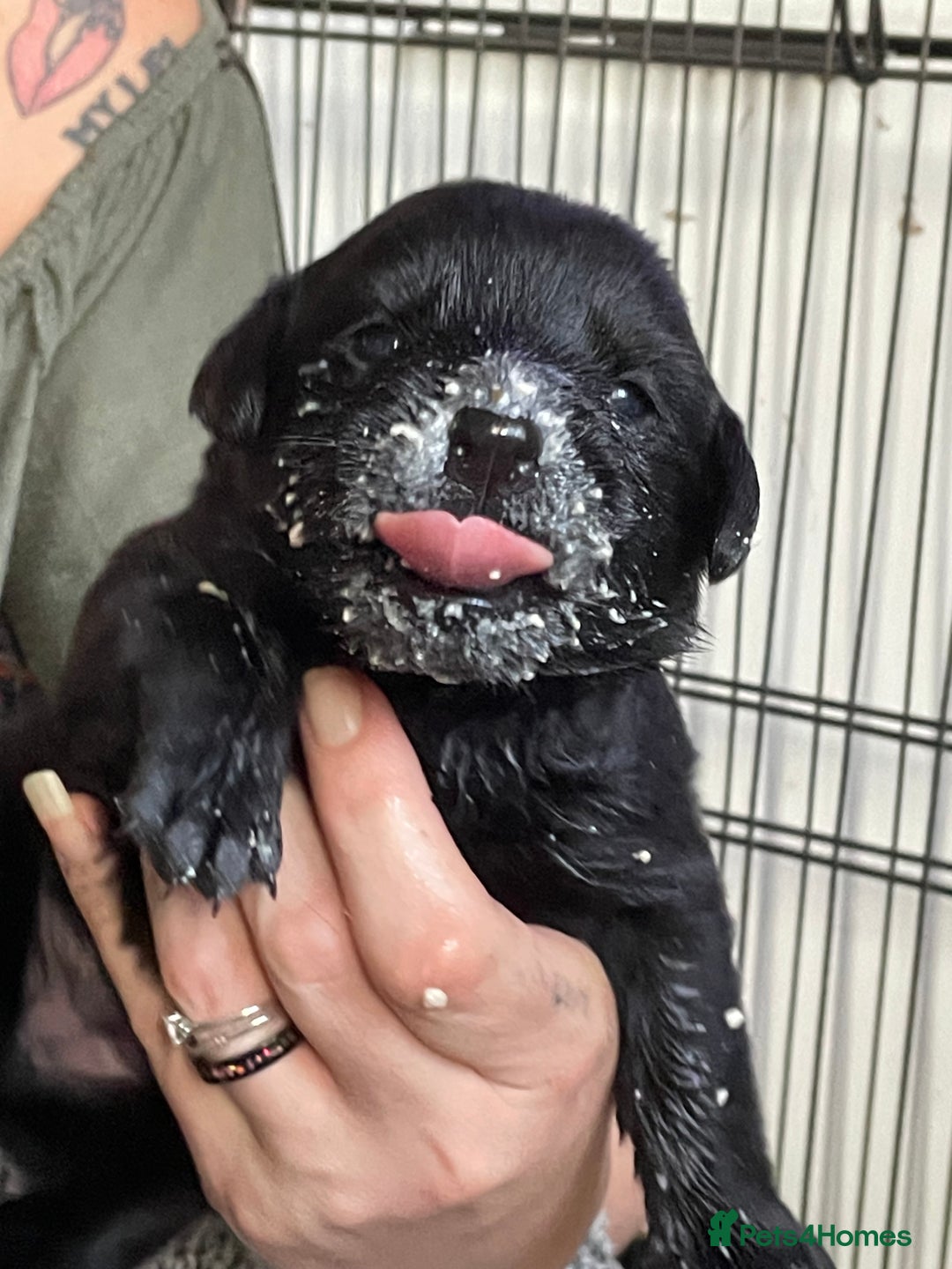 Mixed Breed dogs for sale: YOUR NEW BEST FRIEND IS WAITING!  - Image 26