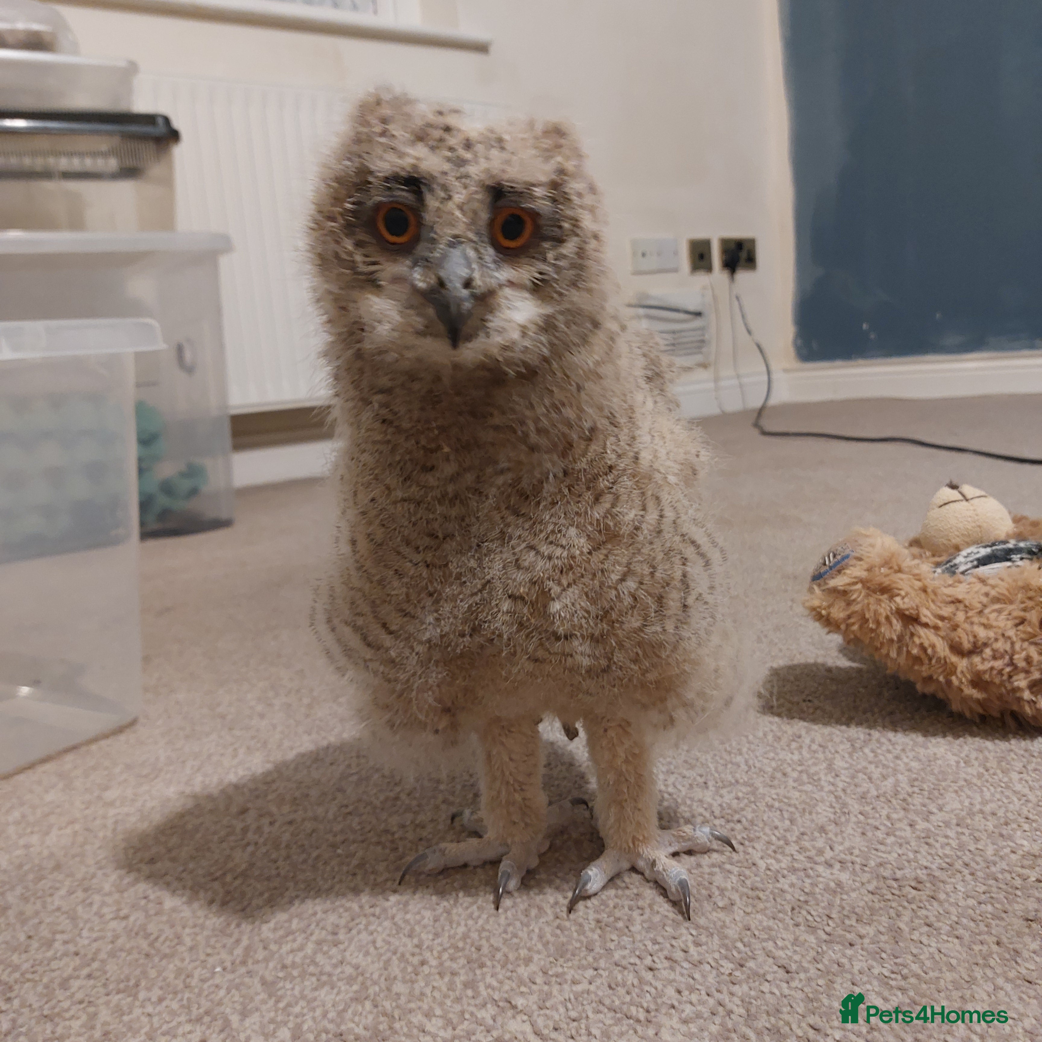 Mixed Breed birds Bengalese rock eagle owlet - Advert 1