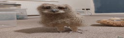 Mixed Breed birds for sale: Bengalese rock eagle owlet - Advert 1