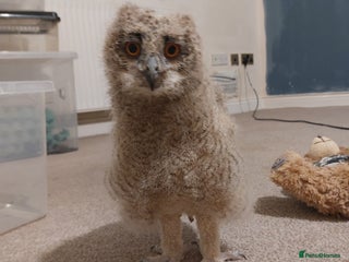 Mixed Breed birds Bengalese rock eagle owlet - Advert 1
