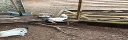 Mixed Breed poultry for sale: 5 males  in Taunton - Advert 7