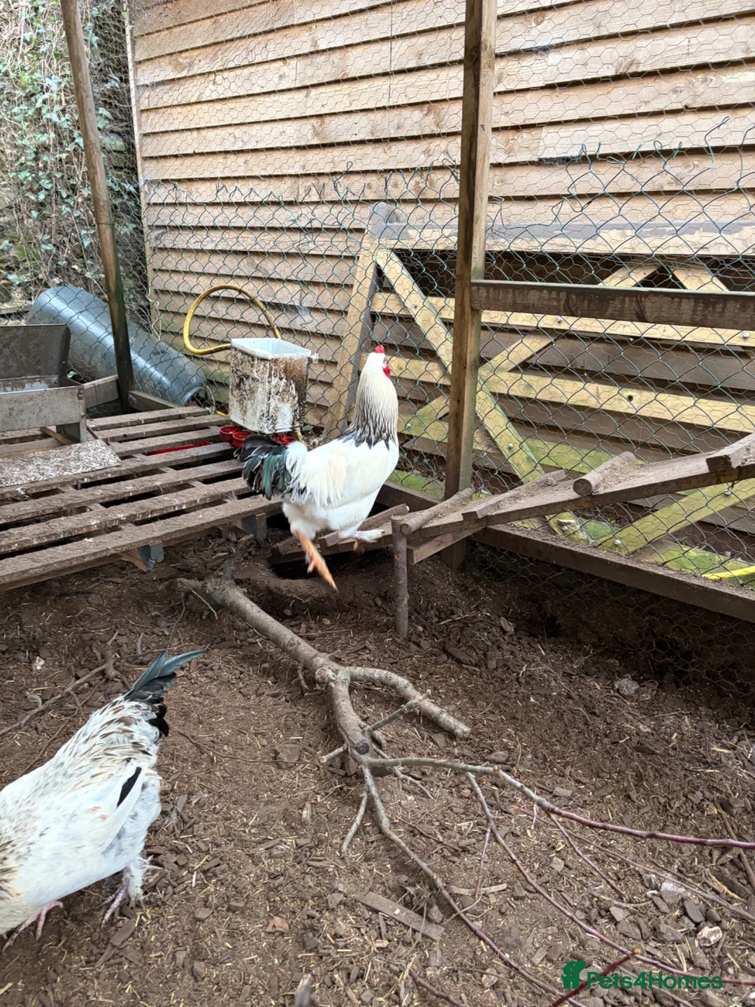 Mixed Breed poultry for sale: 5 males  in Taunton - Advert 7